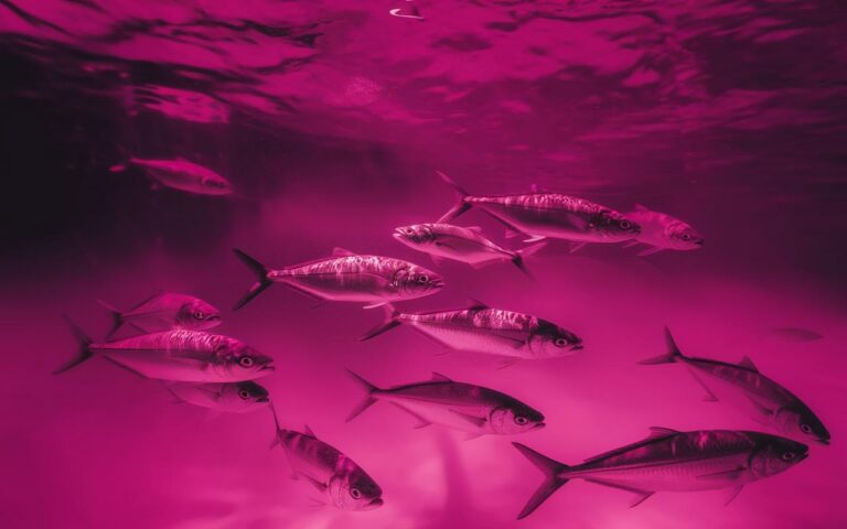 Campagna di phishing prende di mira i clienti di un importante provider italiano di web hosting